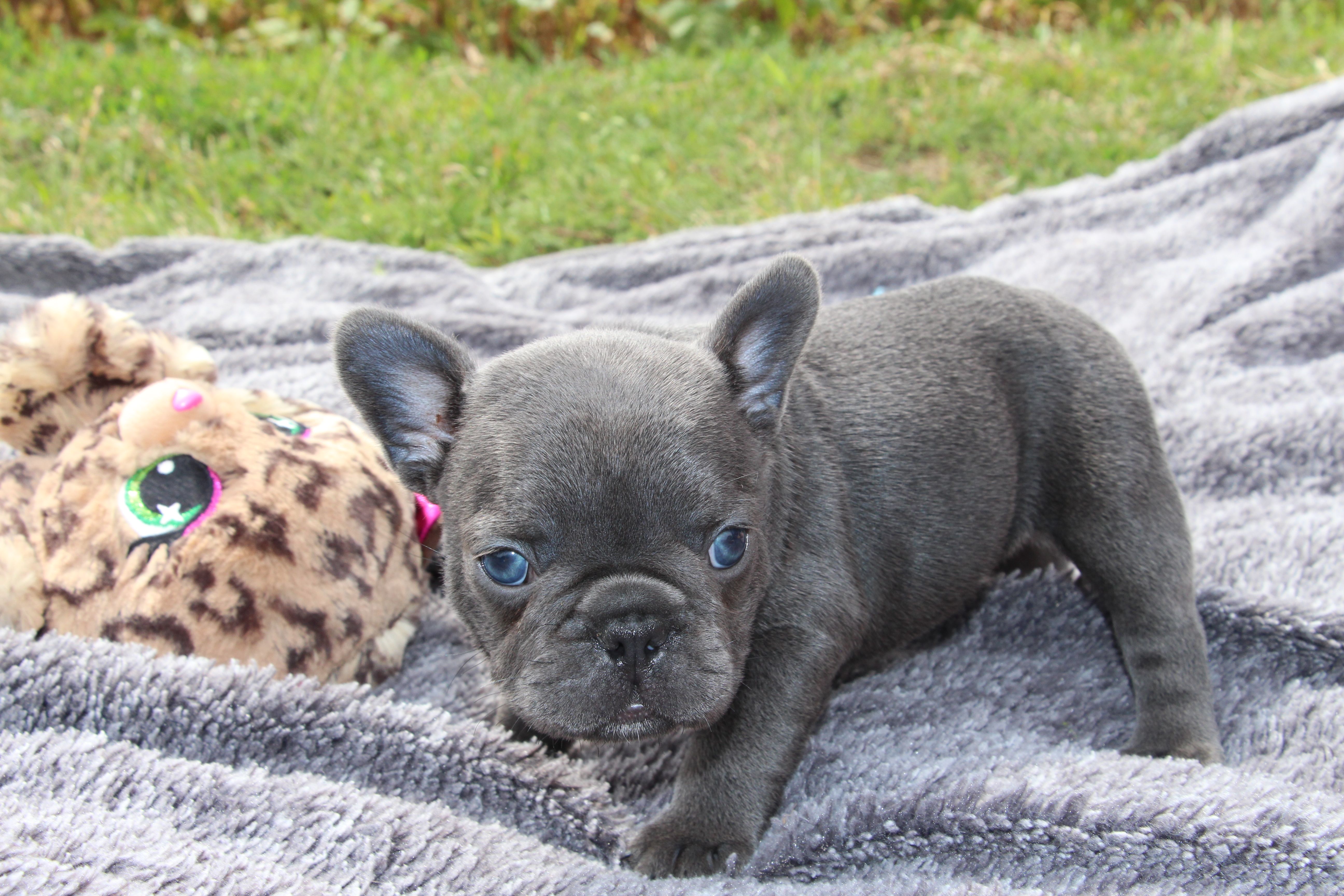 <svg class='pink'></svg> <b>Miss Little Heart</b> <svg class='pink'></svg>